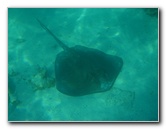 John-Pennekamp-Coral-Reef-Park-Snorkeling-Tour-266