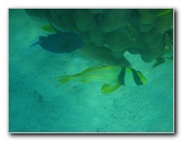 John-Pennekamp-Coral-Reef-Park-Snorkeling-Tour-277