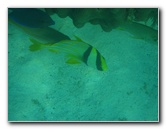 John-Pennekamp-Coral-Reef-Park-Snorkeling-Tour-278