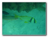 John-Pennekamp-Coral-Reef-Park-Snorkeling-Tour-279