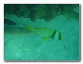 John-Pennekamp-Coral-Reef-Park-Snorkeling-Tour-279