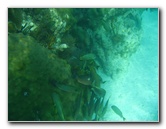 John-Pennekamp-Coral-Reef-Park-Snorkeling-Tour-282