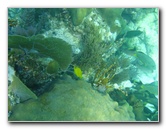 John-Pennekamp-Coral-Reef-Park-Snorkeling-Tour-283