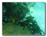 John-Pennekamp-Coral-Reef-Park-Snorkeling-Tour-284