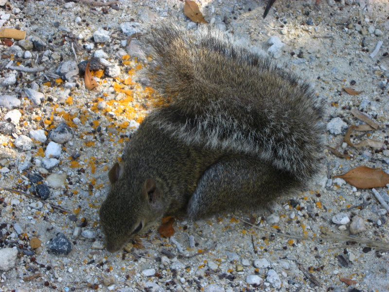 John-Pennekamp-State-Park-Key-Largo-FL-011