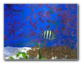 John-Pennekamp-State-Park-Key-Largo-FL-028