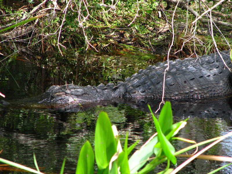 Jonathan-Dickinson-State-Park-Martin-County-FL-044