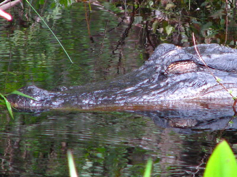 Jonathan-Dickinson-State-Park-Martin-County-FL-048