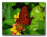 Jonathan-Dickinson-State-Park-Martin-County-FL-026