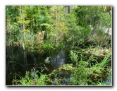 Jonathan-Dickinson-State-Park-Martin-County-FL-050