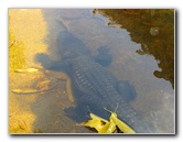 Jungle-Queen-Riverboat-Cruise-Fort-Lauderdale-FL-106