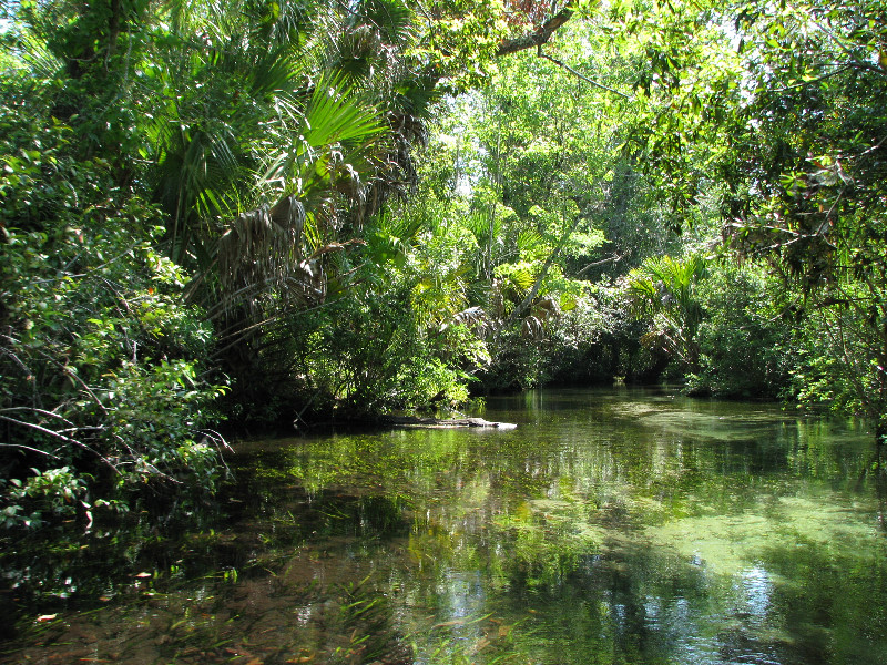 Juniper-Springs-Canoe-Run-Ocala-National-Forest-FL-016