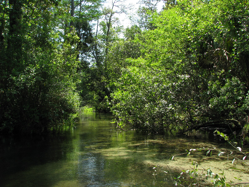 Juniper-Springs-Canoe-Run-Ocala-National-Forest-FL-035