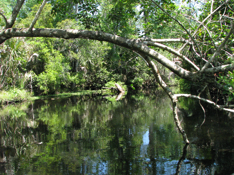 Juniper-Springs-Canoe-Run-Ocala-National-Forest-FL-051