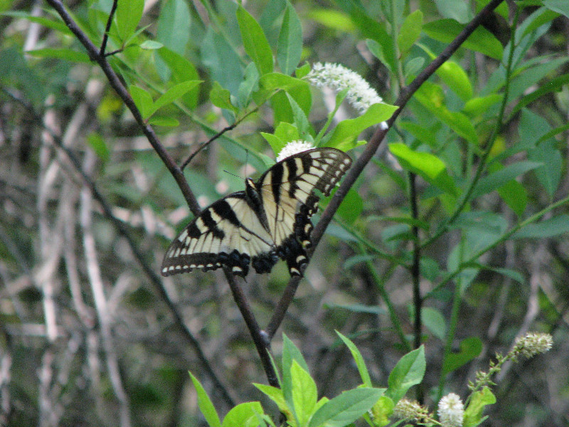 Juniper-Springs-Canoe-Run-Ocala-National-Forest-FL-053