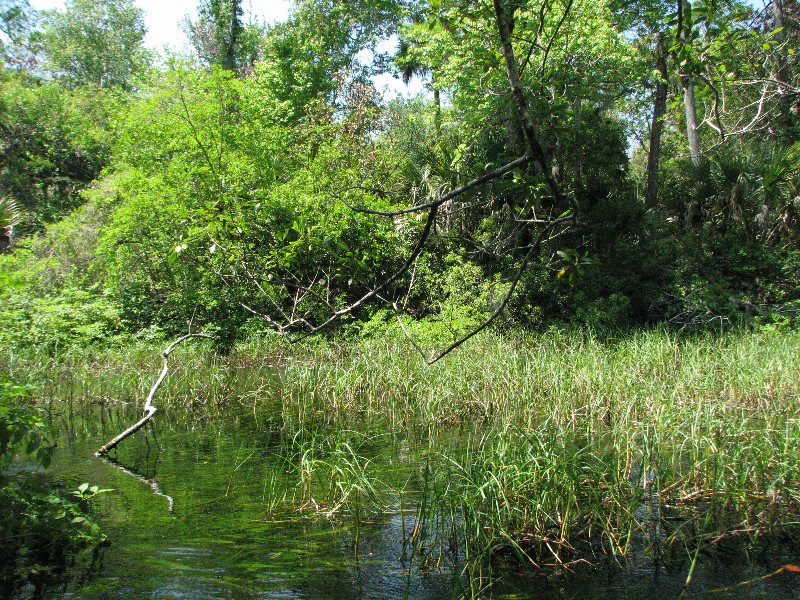 Juniper-Springs-Canoe-Run-Ocala-National-Forest-FL-060