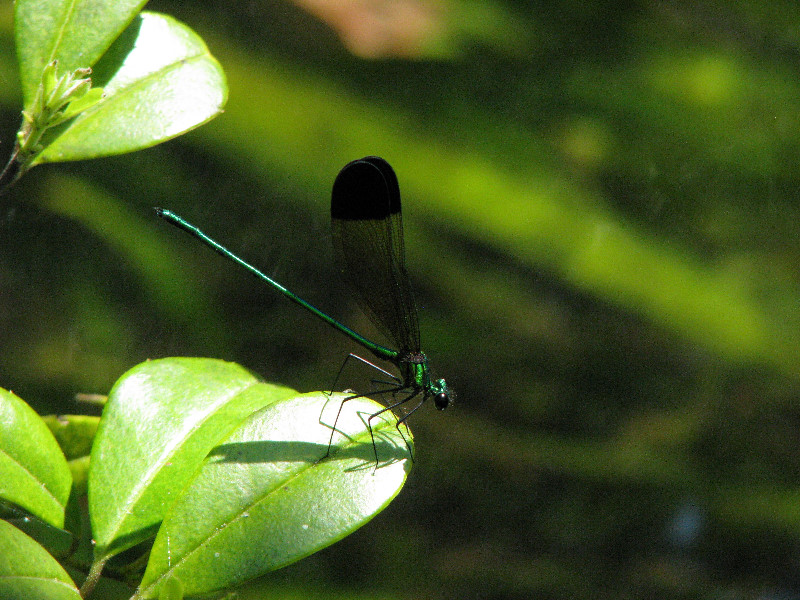 Juniper-Springs-Canoe-Run-Ocala-National-Forest-FL-062