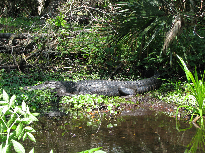 Juniper-Springs-Canoe-Run-Ocala-National-Forest-FL-072