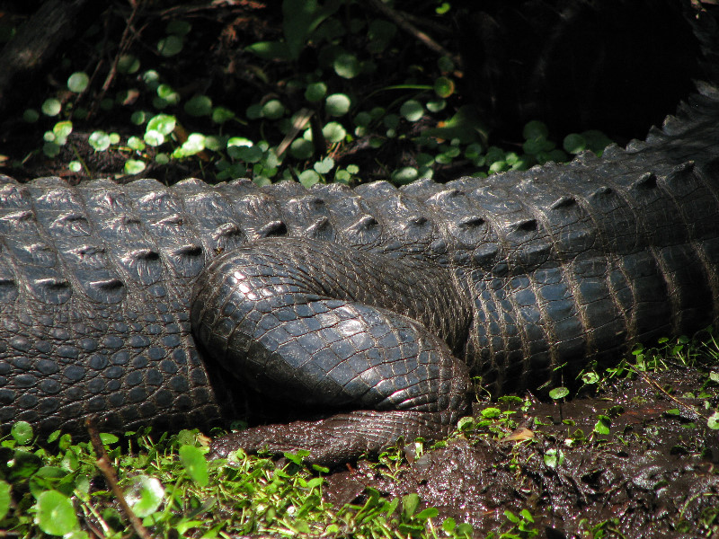 Juniper-Springs-Canoe-Run-Ocala-National-Forest-FL-074