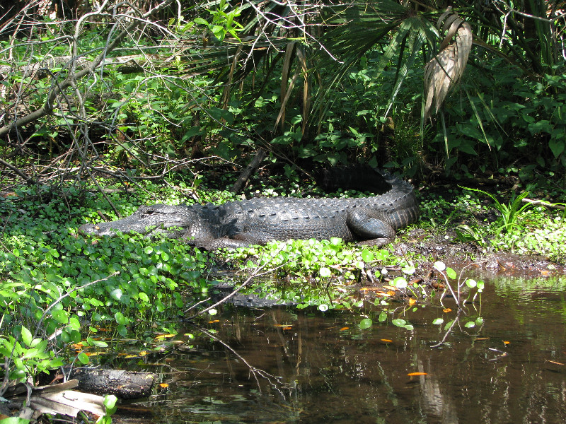 Juniper-Springs-Canoe-Run-Ocala-National-Forest-FL-075