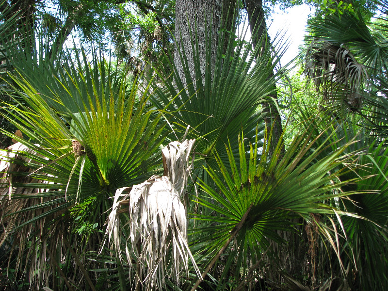 Juniper-Springs-Canoe-Run-Ocala-National-Forest-FL-079