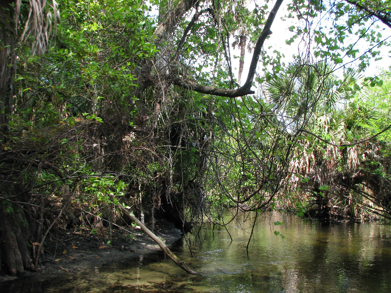 Juniper-Springs-Canoe-Run-Ocala-National-Forest-FL-080