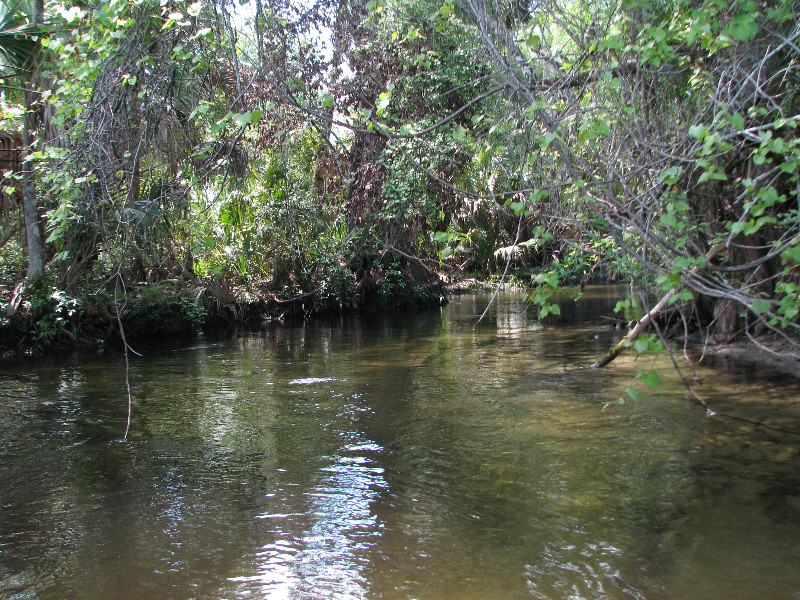 Juniper-Springs-Canoe-Run-Ocala-National-Forest-FL-081