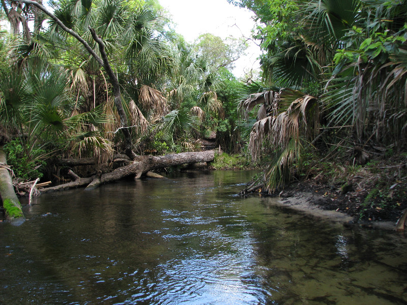 Juniper-Springs-Canoe-Run-Ocala-National-Forest-FL-084