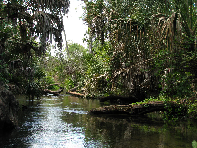 Juniper-Springs-Canoe-Run-Ocala-National-Forest-FL-085