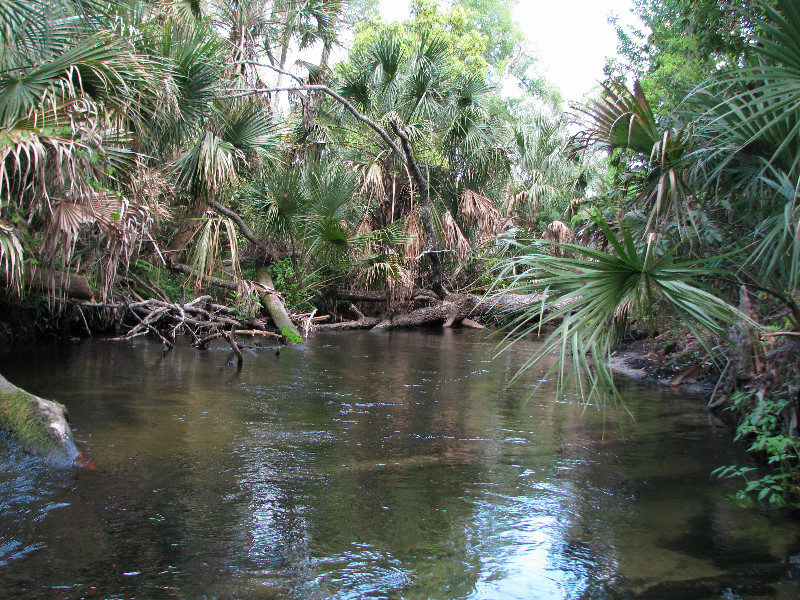 Juniper-Springs-Canoe-Run-Ocala-National-Forest-FL-086