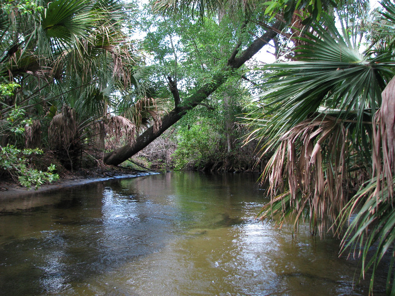 Juniper-Springs-Canoe-Run-Ocala-National-Forest-FL-087