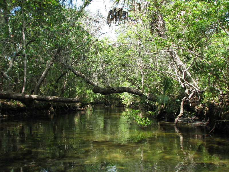 Juniper-Springs-Canoe-Run-Ocala-National-Forest-FL-089