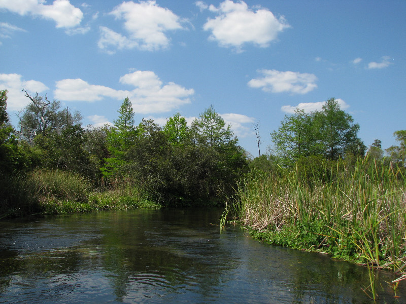 Juniper-Springs-Canoe-Run-Ocala-National-Forest-FL-092