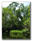 Juniper-Springs-Canoe-Run-Ocala-National-Forest-FL-018
