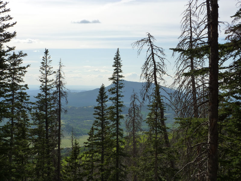 Kachina-Peaks-Wilderness-Coconino-National-Forest-AZ-009