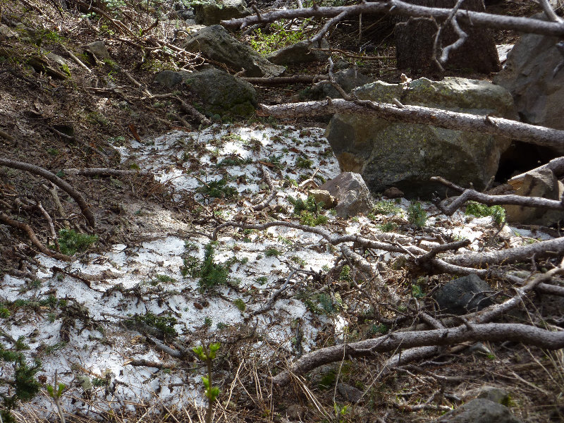 Kachina-Peaks-Wilderness-Coconino-National-Forest-AZ-018