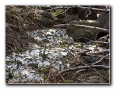 Kachina-Peaks-Wilderness-Coconino-National-Forest-AZ-018