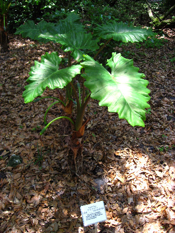 Kanapaha-Botanical-Gardens-021