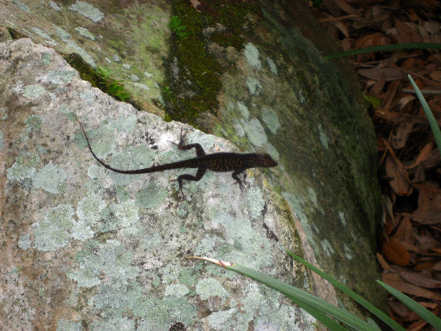 Kanapaha-Botanical-Gardens-035