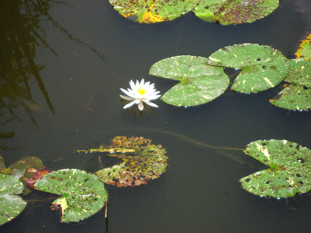 Kanapaha-Botanical-Gardens-076