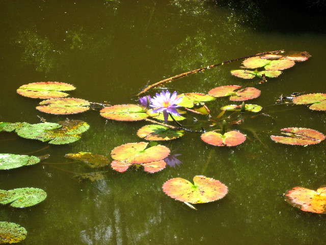 Kanapaha-Botanical-Gardens-077