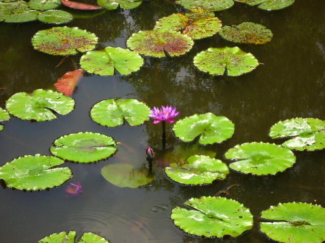 Kanapaha-Botanical-Gardens-078