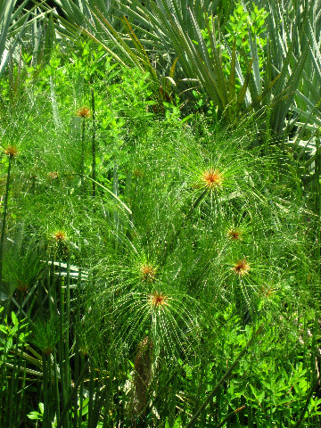 Kanapaha-Botanical-Gardens-079