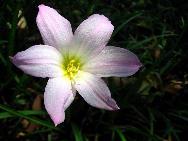 Kanapaha-Botanical-Gardens-086