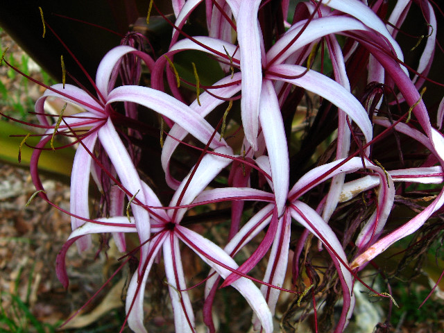 Kanapaha-Botanical-Gardens-097