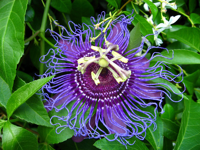 Kanapaha-Botanical-Gardens-104