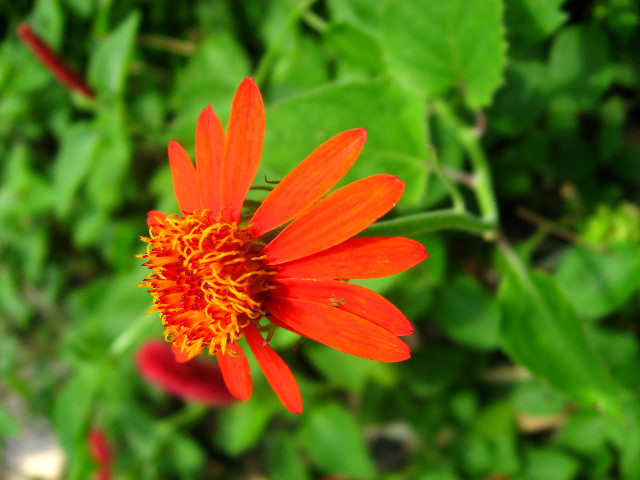 Kanapaha-Botanical-Gardens-106