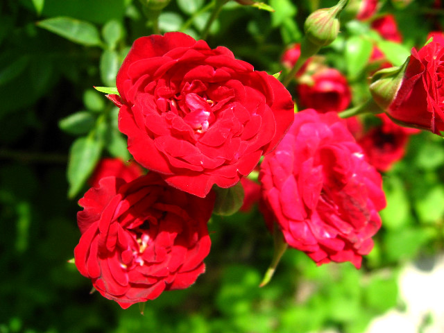 Kanapaha-Botanical-Gardens-107