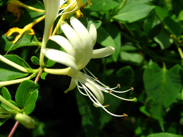 Kanapaha-Botanical-Gardens-108