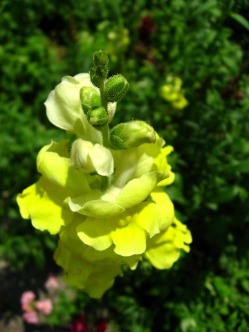 Kanapaha-Botanical-Gardens-110